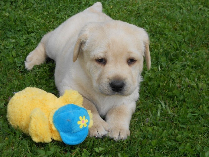 chiots de BLUE